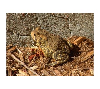 toad in mulch